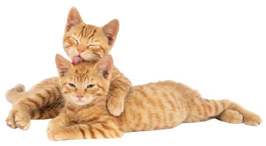 La arena ecológica premium para gatos