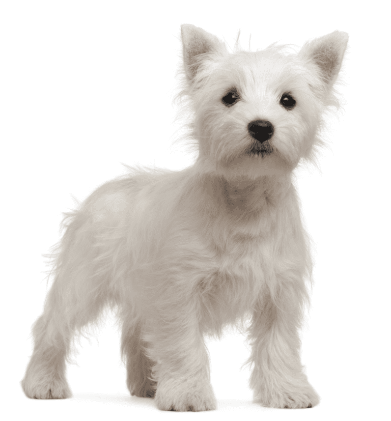 alimentacion para perro